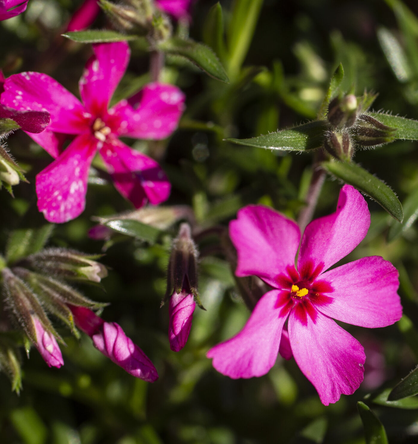 Spring Flowers